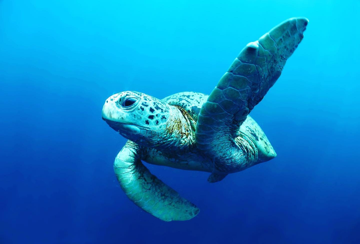 Borneo | Turtle | Ocean | Travel | June.jpg