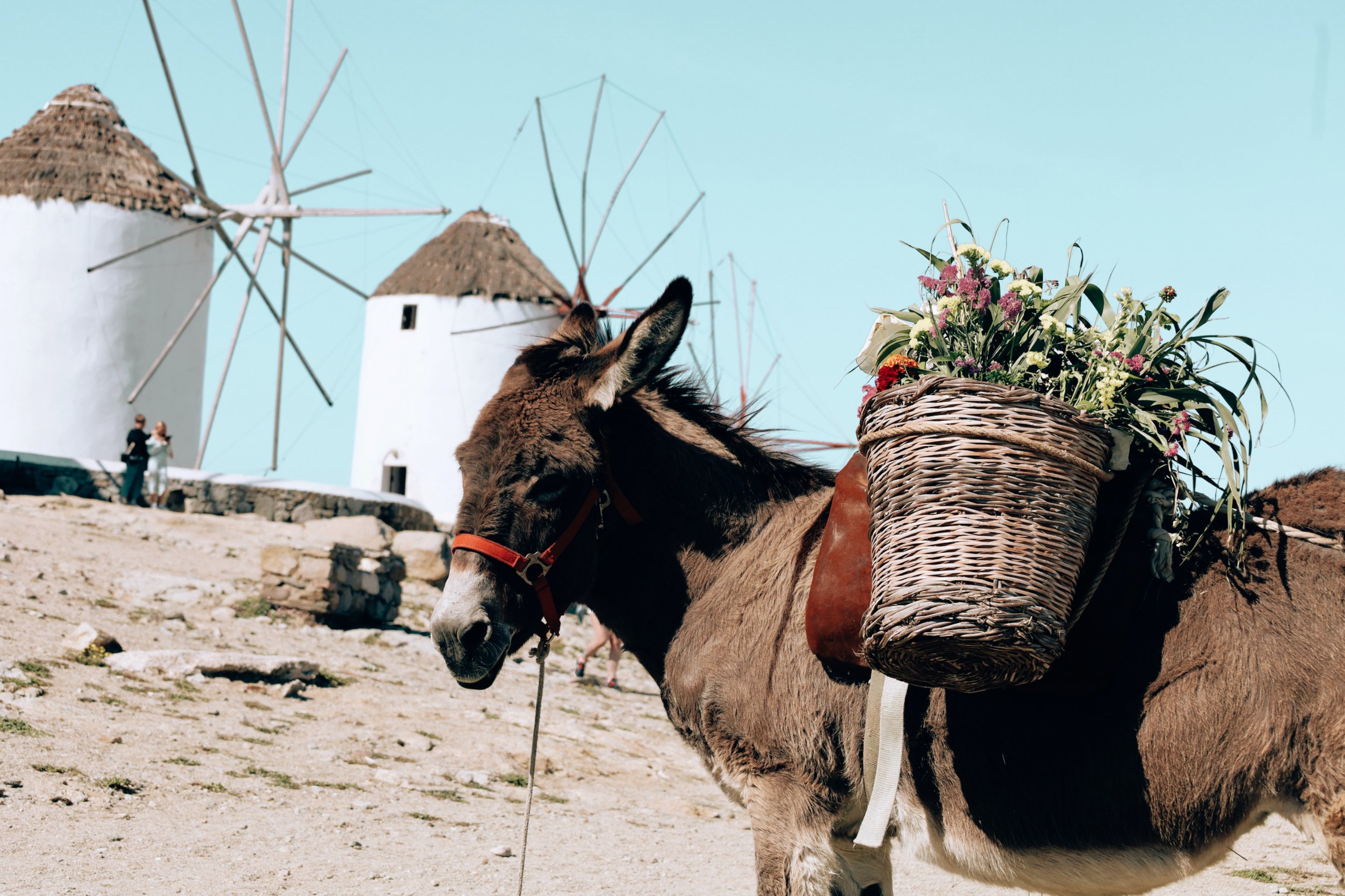 Donkey | Mykonos | Greece | Travel.jpg