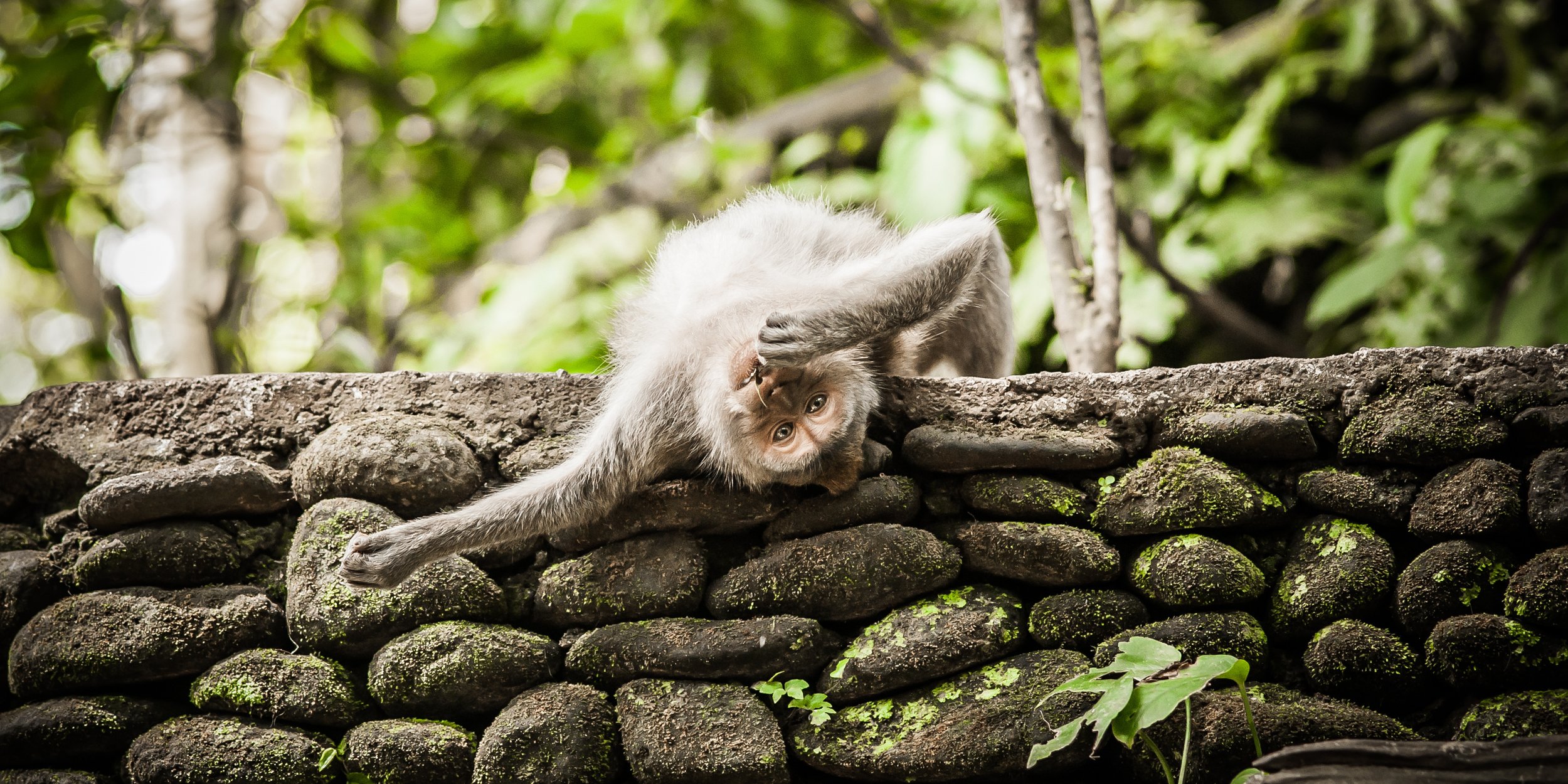 Monkey _ The Sacred Monkey Forest of Padangtega _ Bali _ Astute Aviation.jpeg