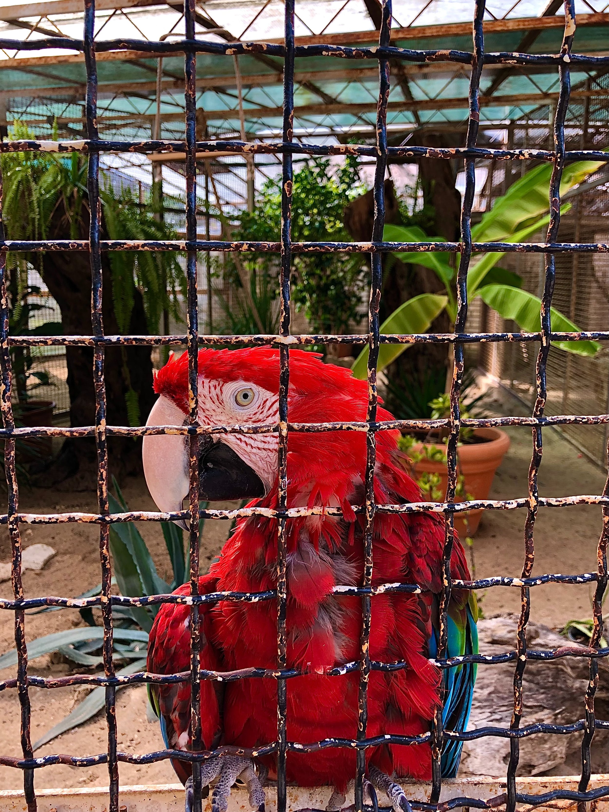 Parrot | Brijuni National Park | Croatia.jpg