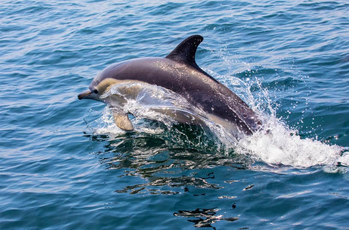 Dolphin | The Algarve.jpeg