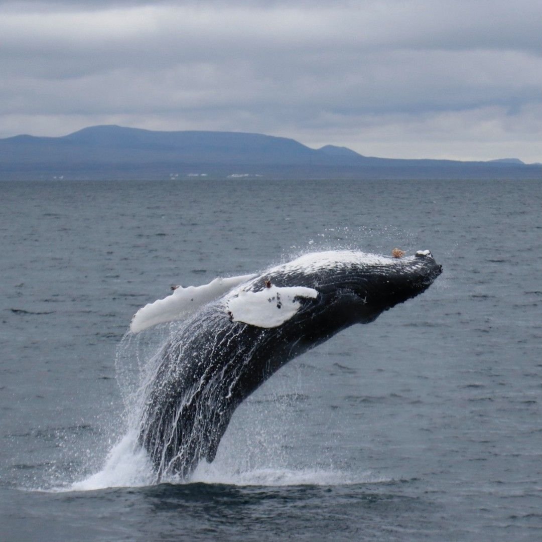 Whale | Elding Whale Watching.jpg