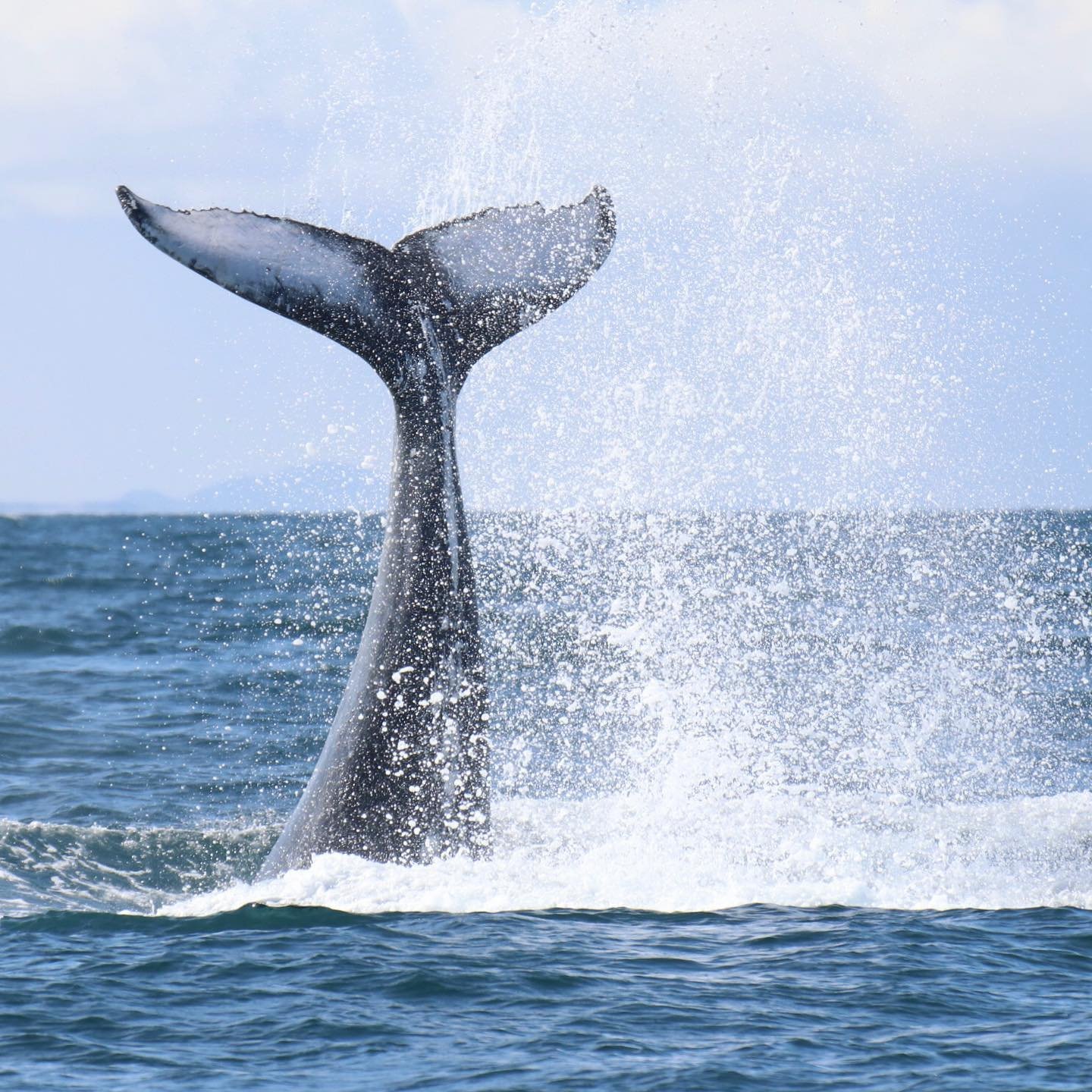 Whale | Splash | Elding Whale Watching.jpg