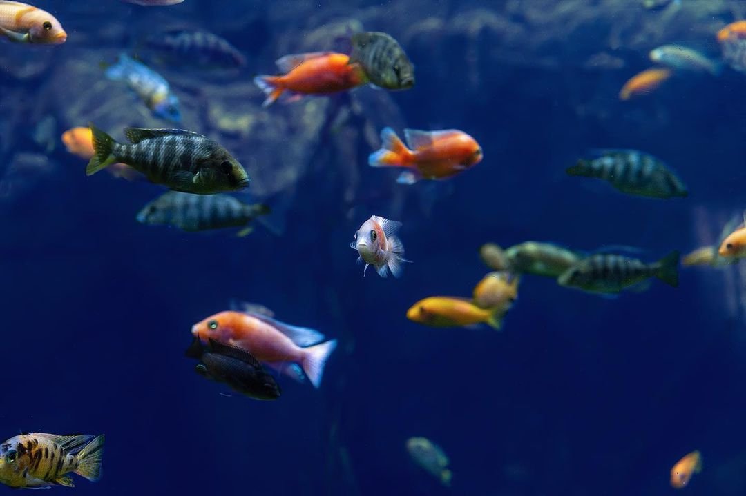 Malta National Aquarium | Fish.jpg