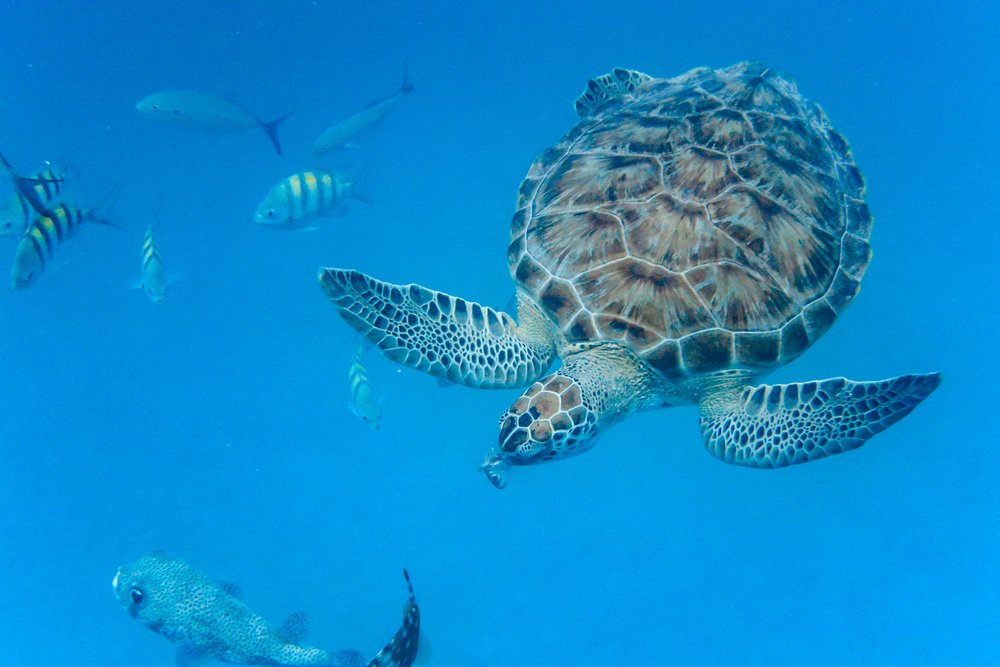 Barbados | Turtle | Wildlife.jpeg