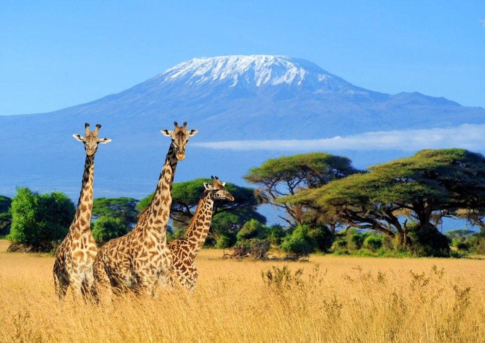 Tanzania | Mount Kilimanjaro | Giraffes.jpeg