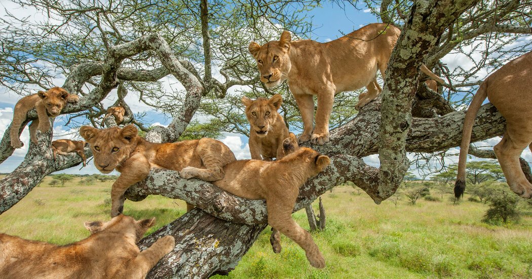 Tanzania | Tree Climbing Lions.jpeg