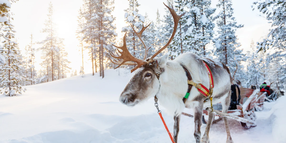 Lapland _ Reindeer _ Sledge.png