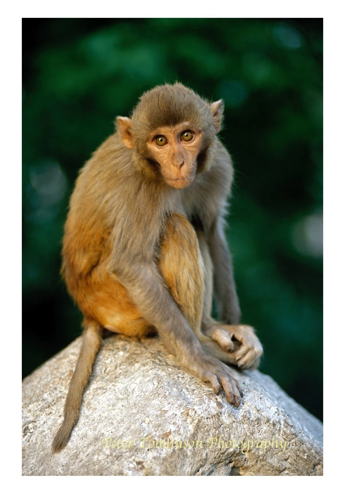 Rhesus Macaque, Kathmandu, Nepal