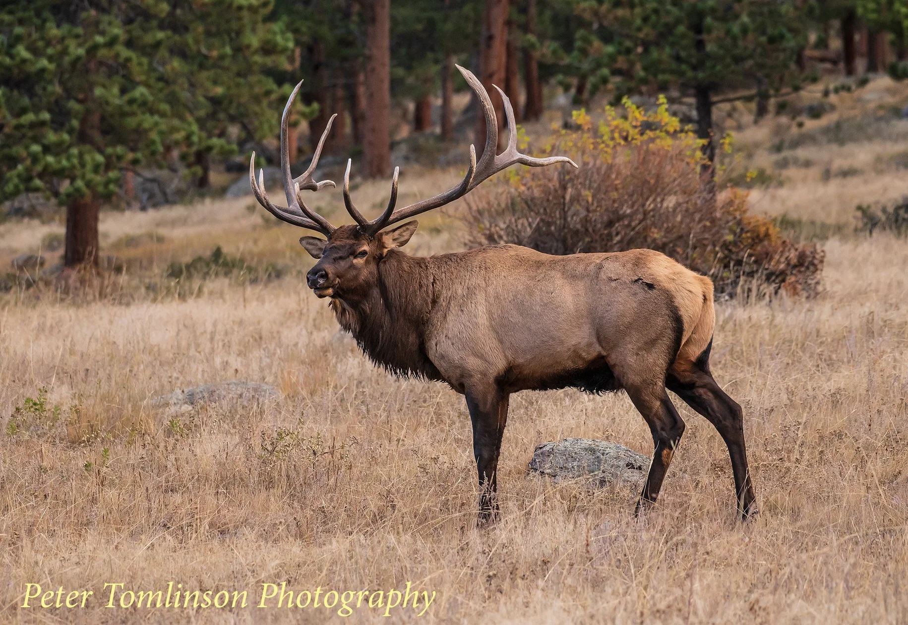 Bull elk, Colorado