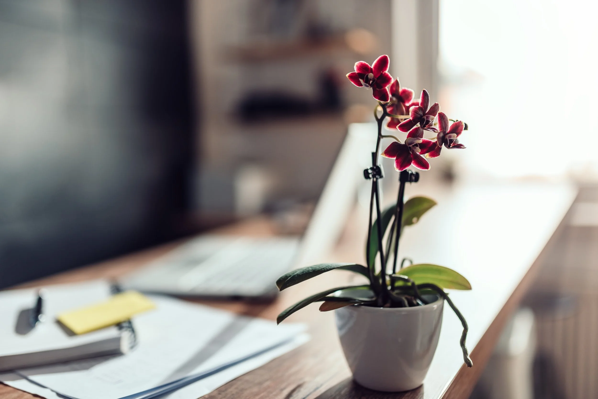 iStock-1142896570.jpg