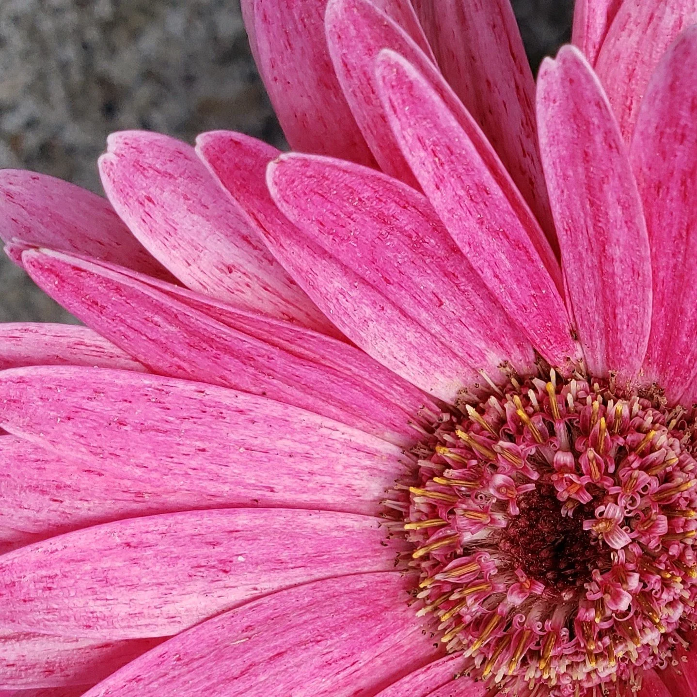 Pink gerber daisy by Melissa Roy-Hart