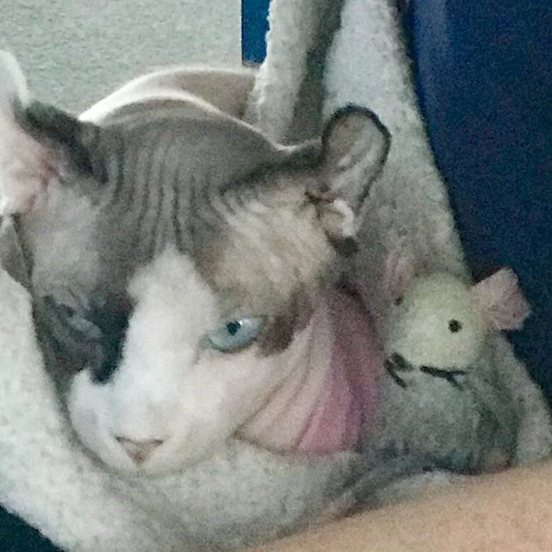 It&rsquo;s been awhile. Miss you all and Shorty is still out there making new friends. See who we&rsquo;re meeting today and stay tuned. @madelinesmodelling_ @captainkatemccue @bugnaked @richiez19 @celebritycruises @celebrityedge @overabove #bridgeth