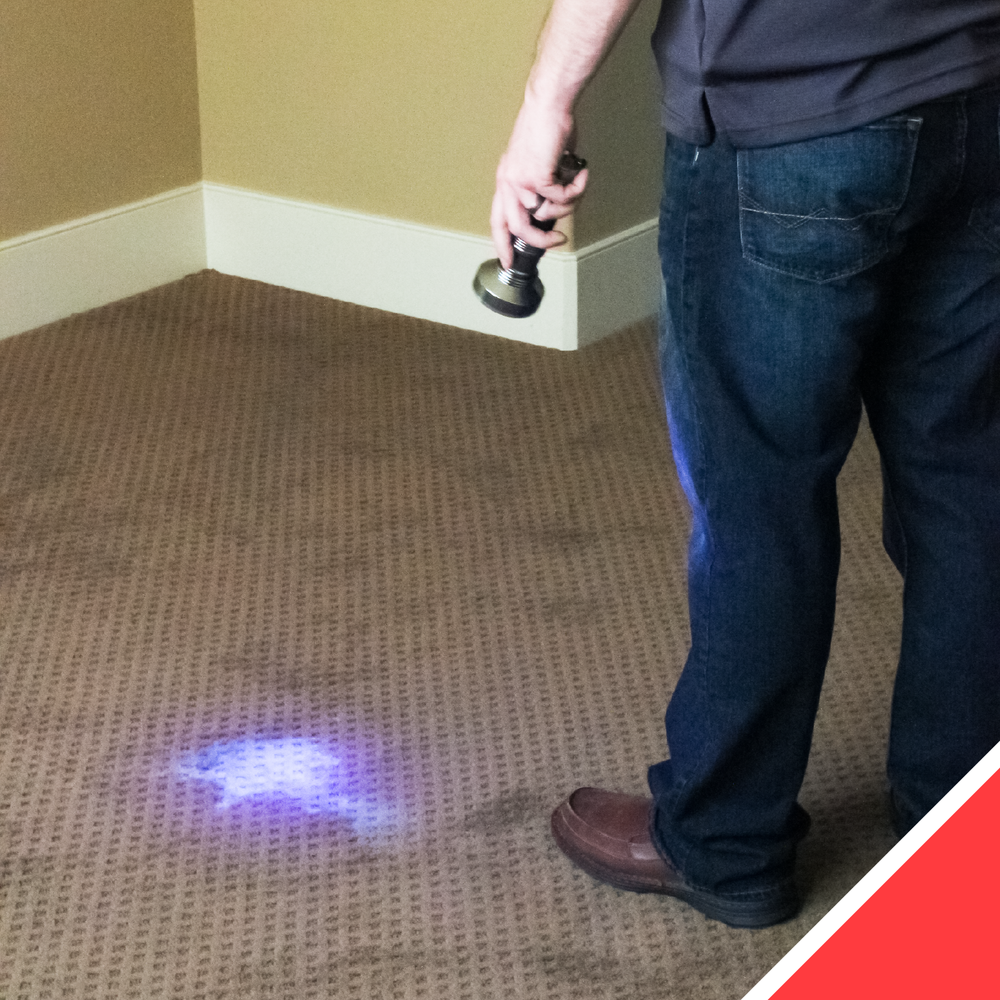  The UV Light helps us identify biological stains like urine, vomit, feces, and blood. 