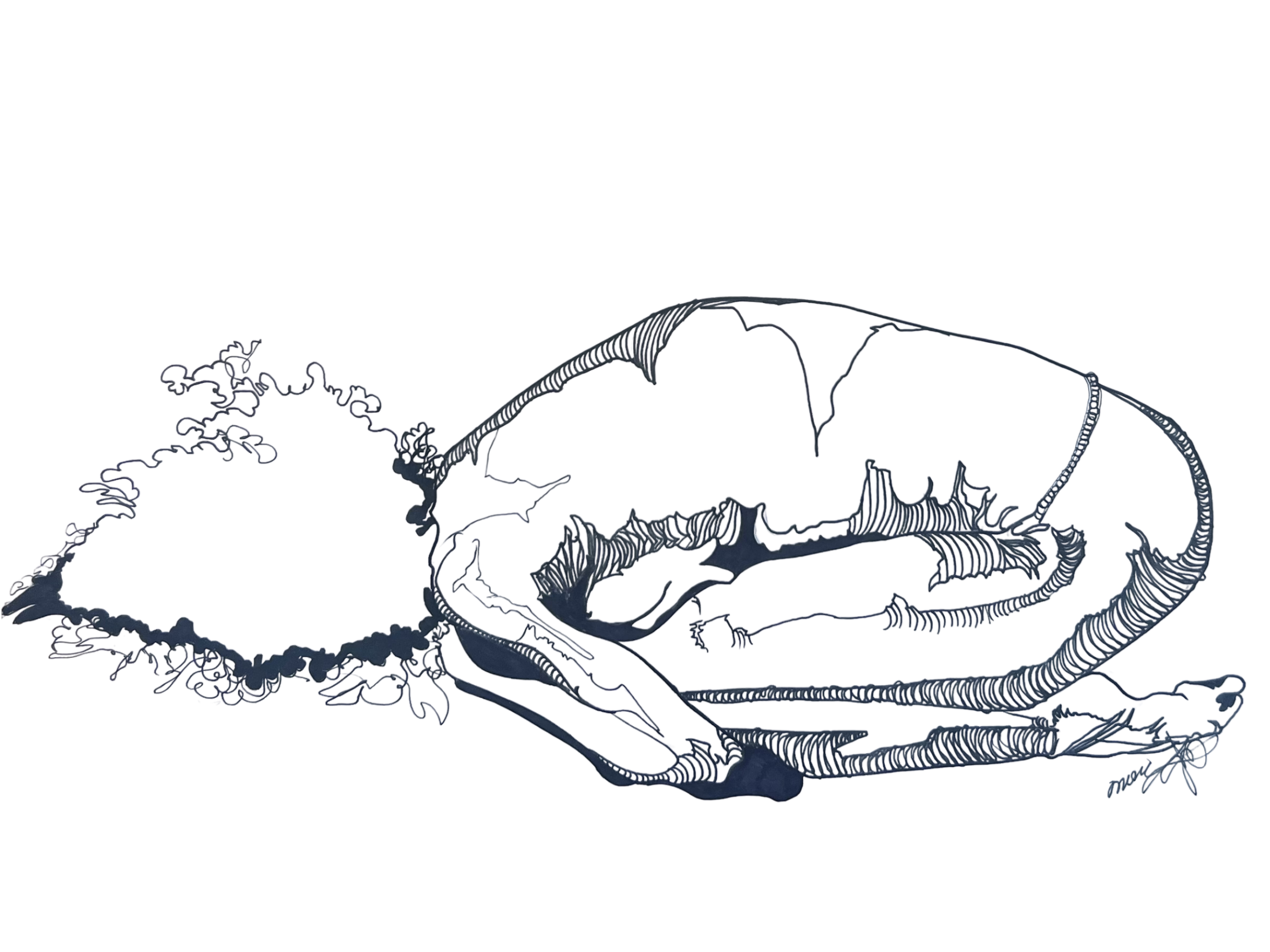 Like a Turtle 
