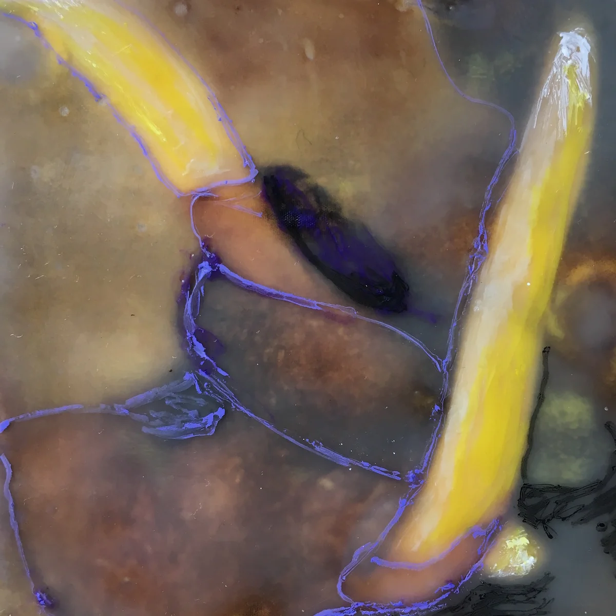 Radish Sprouts Denver 4"x4"