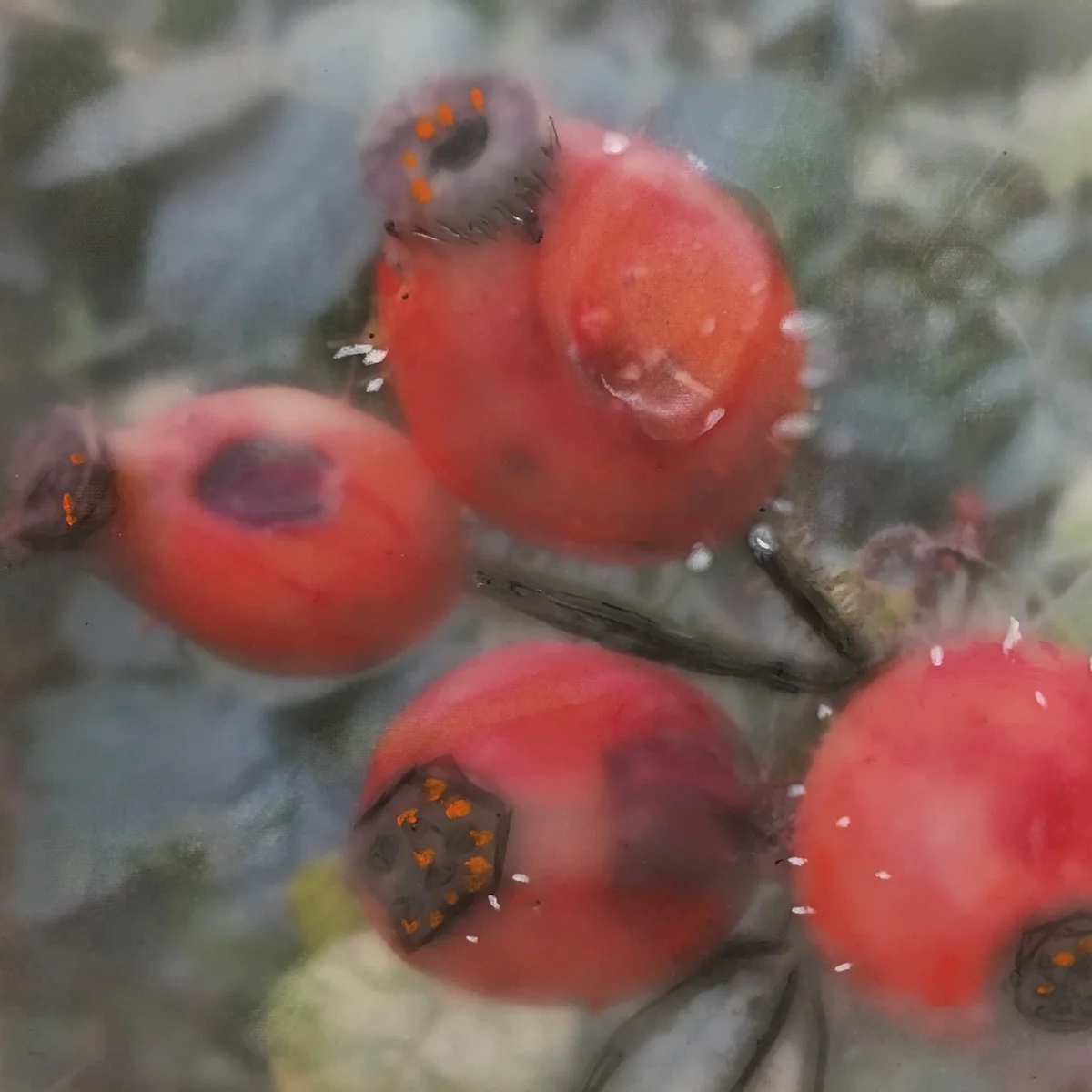 Wild Rose Hips Portland 4"x4" SOLD