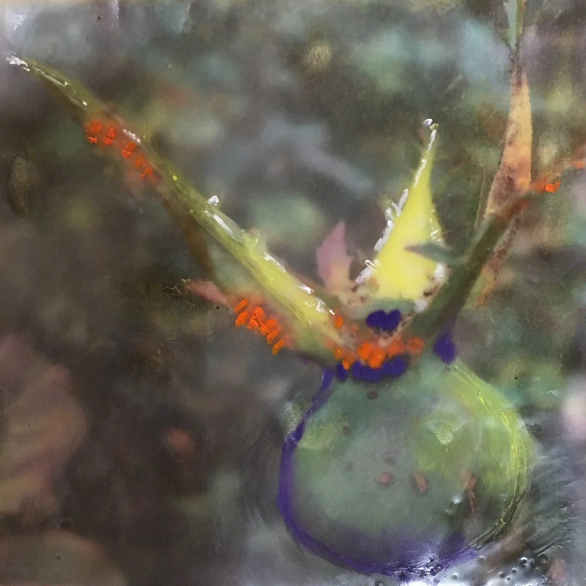 Rose Hips with Mites Portland 4"x4" SOLD