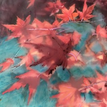 Japanese Maples