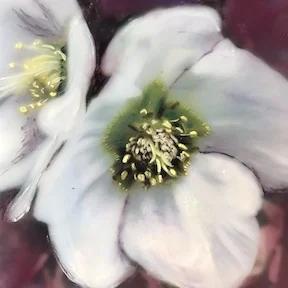Hellebore.jpeg