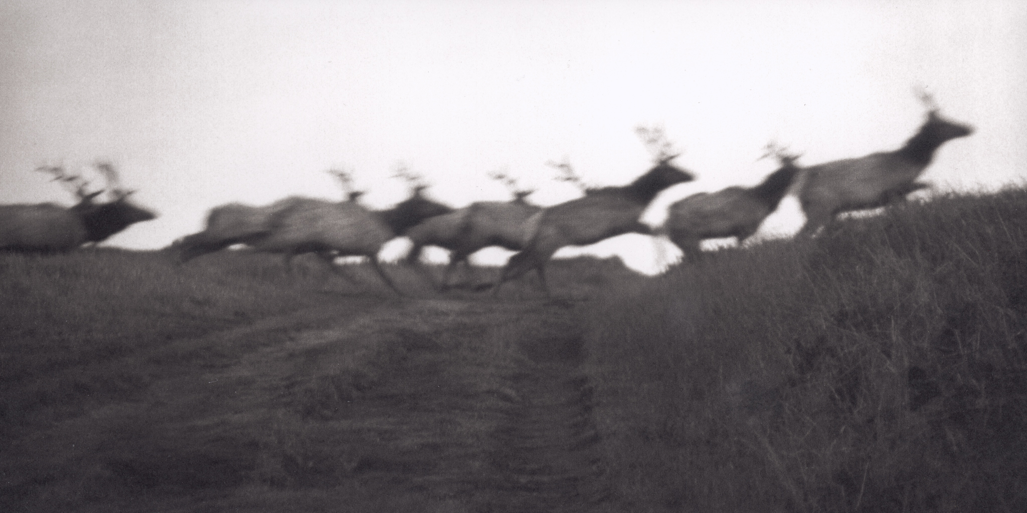 Running Elk, Tomales Point