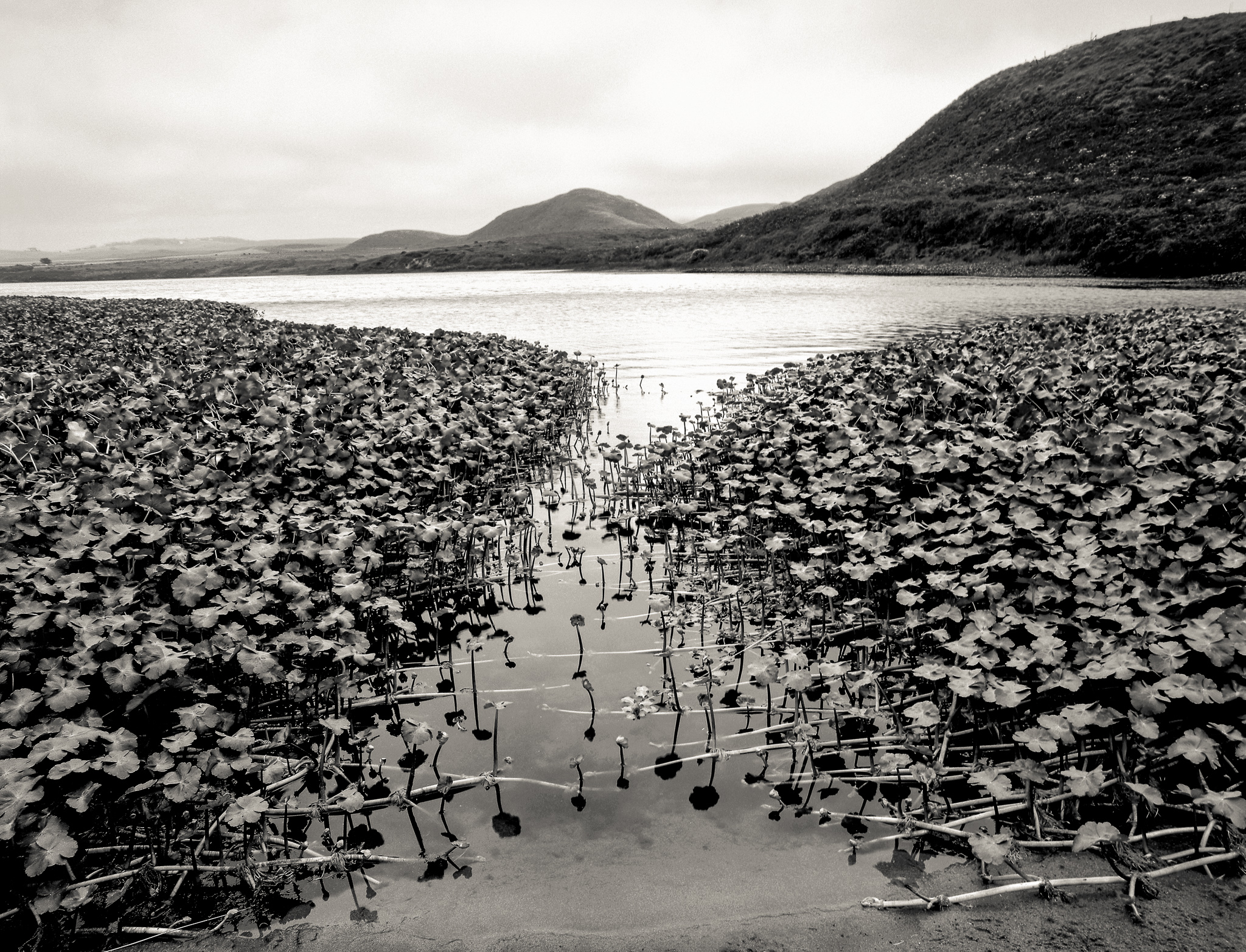 Abbott's Lagoon