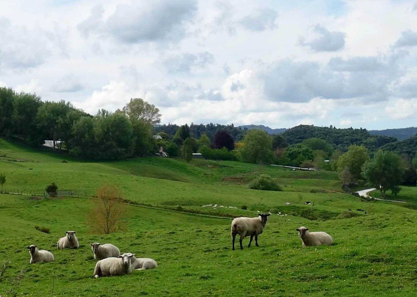 Day 2: Waitomo Caves