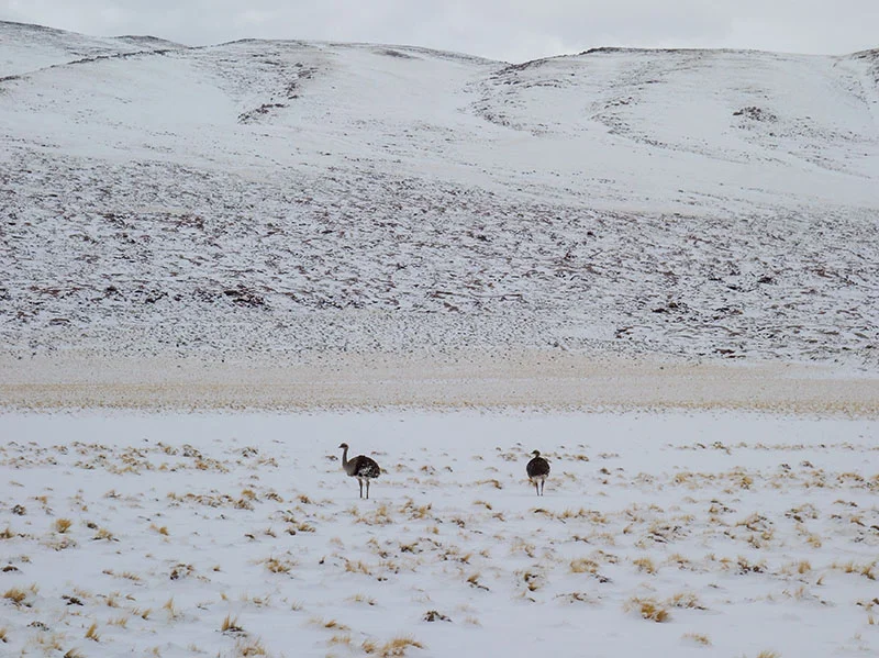 Ostrich in snow?