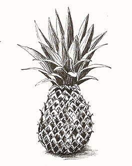 The pineapple
