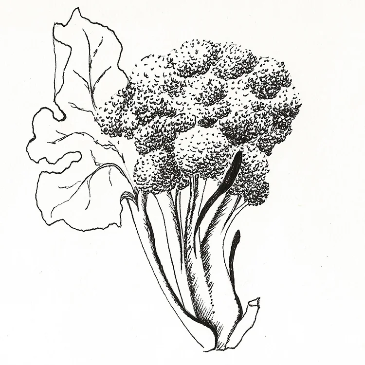 The broccoli