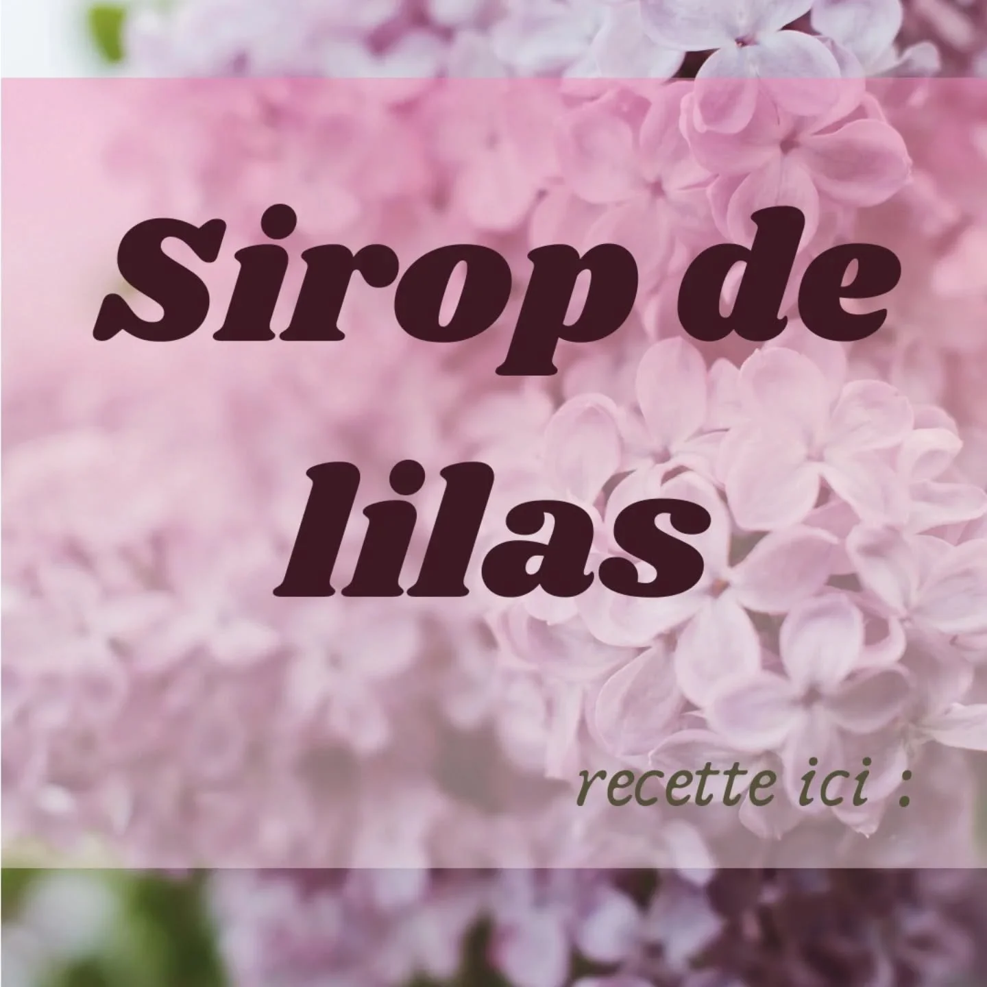 Le Lilas : Capturer la lumi&egrave;re du printemps dans un bocal&nbsp;🌿

On dit que le lilas poss&egrave;de une magie particuli&egrave;re pour chasser les ombres et illuminer les c&oelig;urs. En herboristerie, il est le gardien des transitions, tran