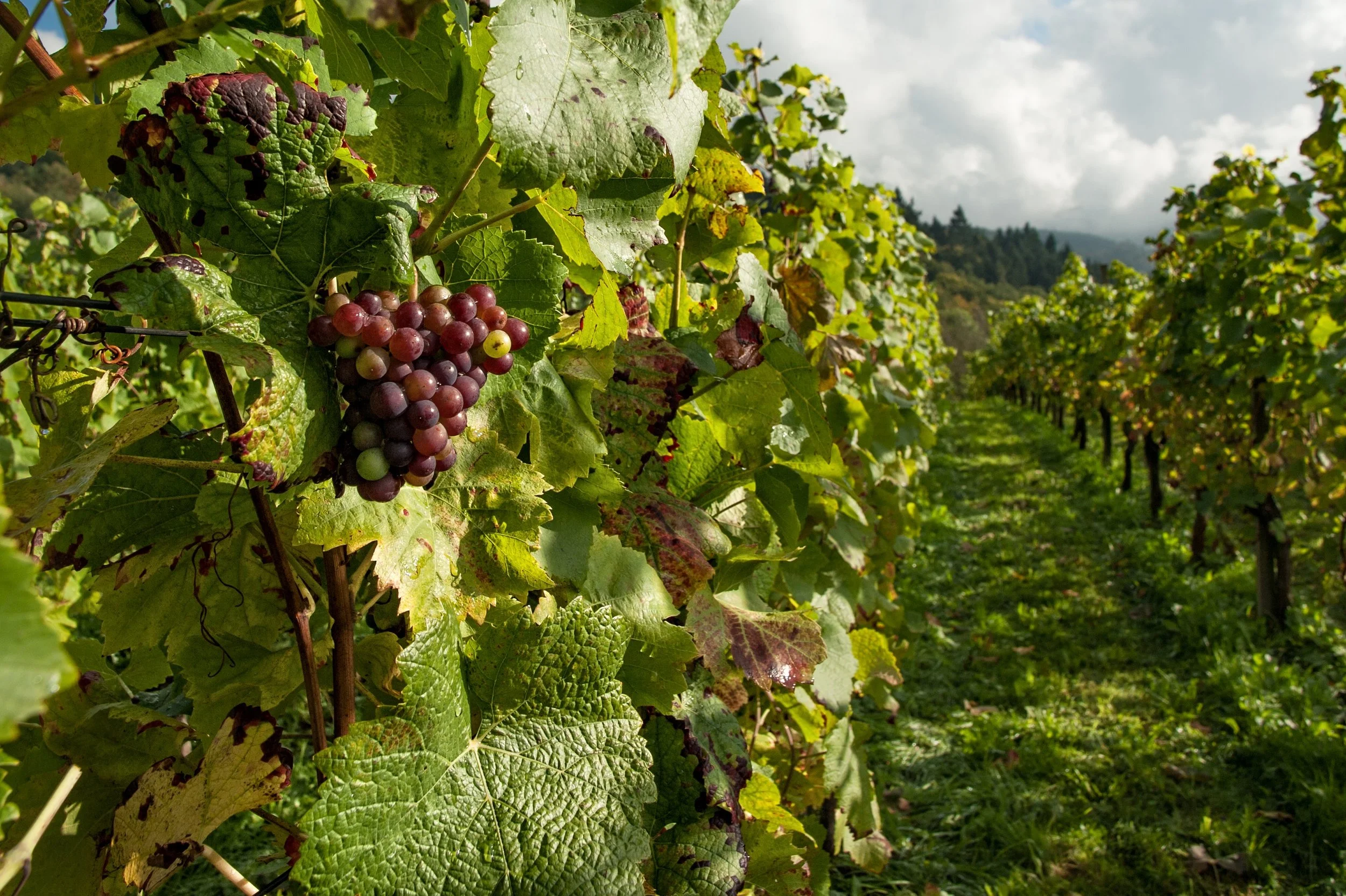 What’s Old Is New in Portugal's Douro Valley