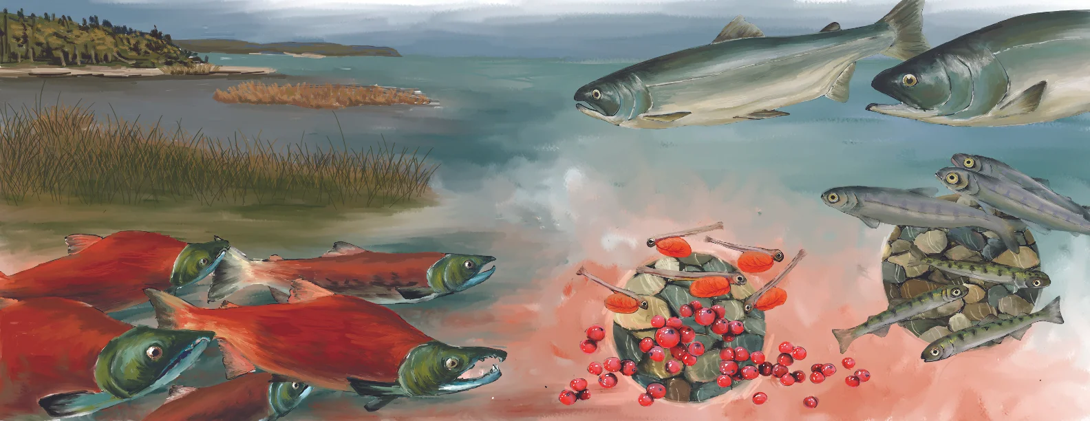 salmonlifecycle.jpg