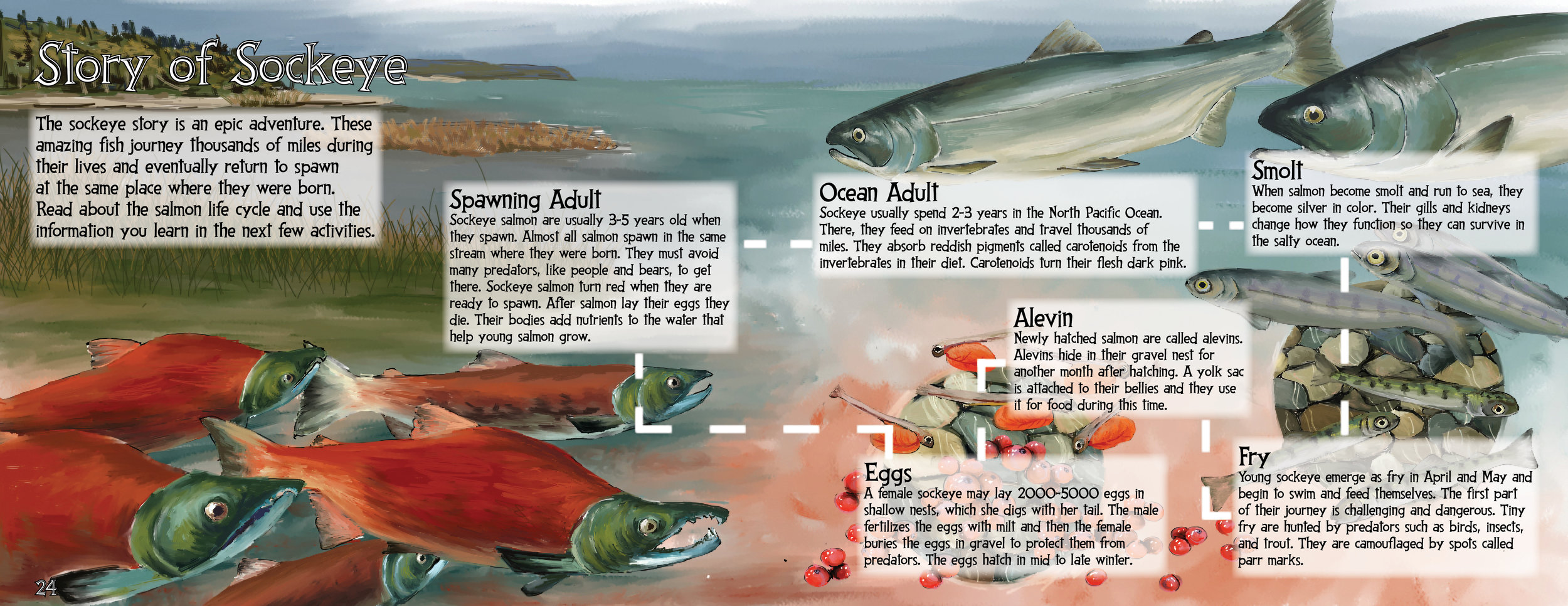 Katmai Junior Ranger Book Illustration