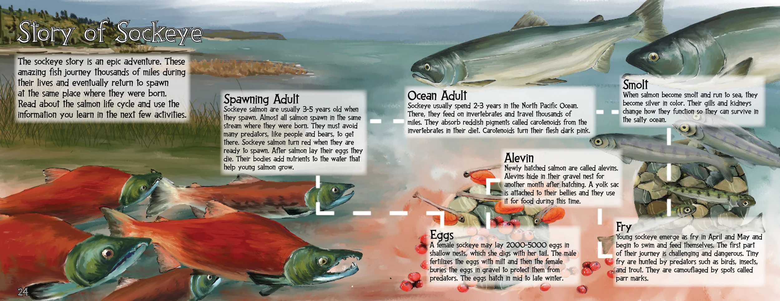 Katmai Junior Ranger Book Illustration