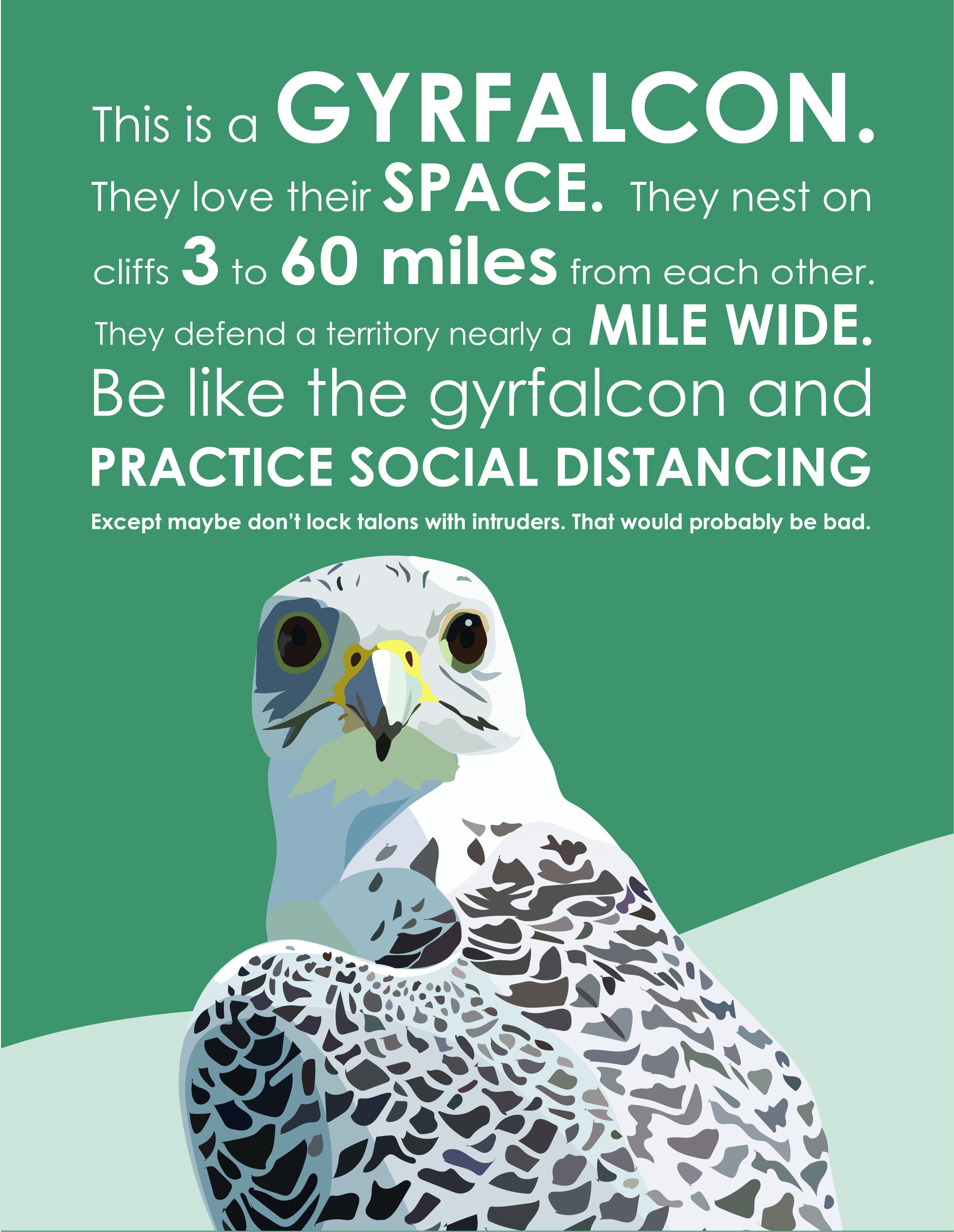 gyrfalcon psa.jpg