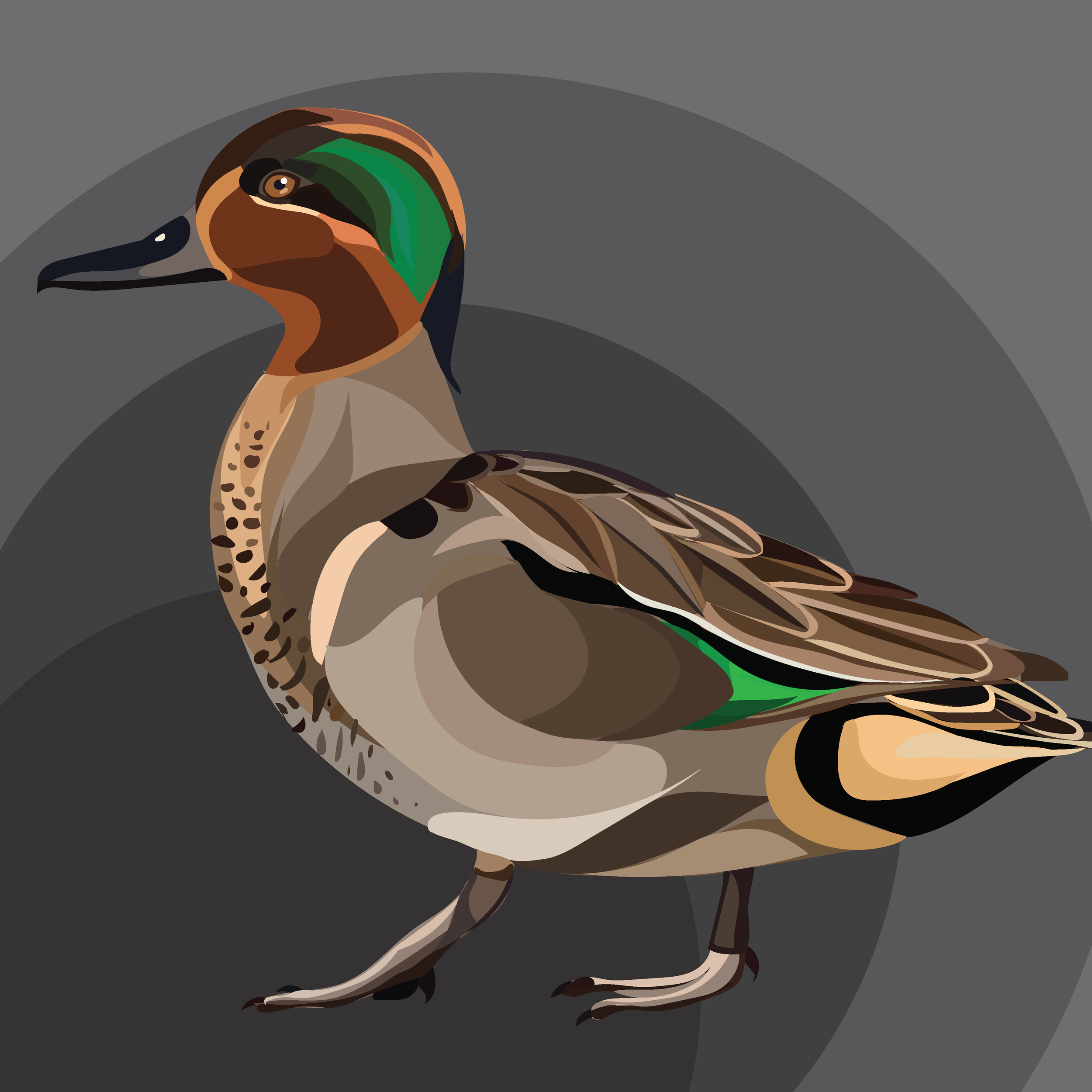 Green Winged Teal.png
