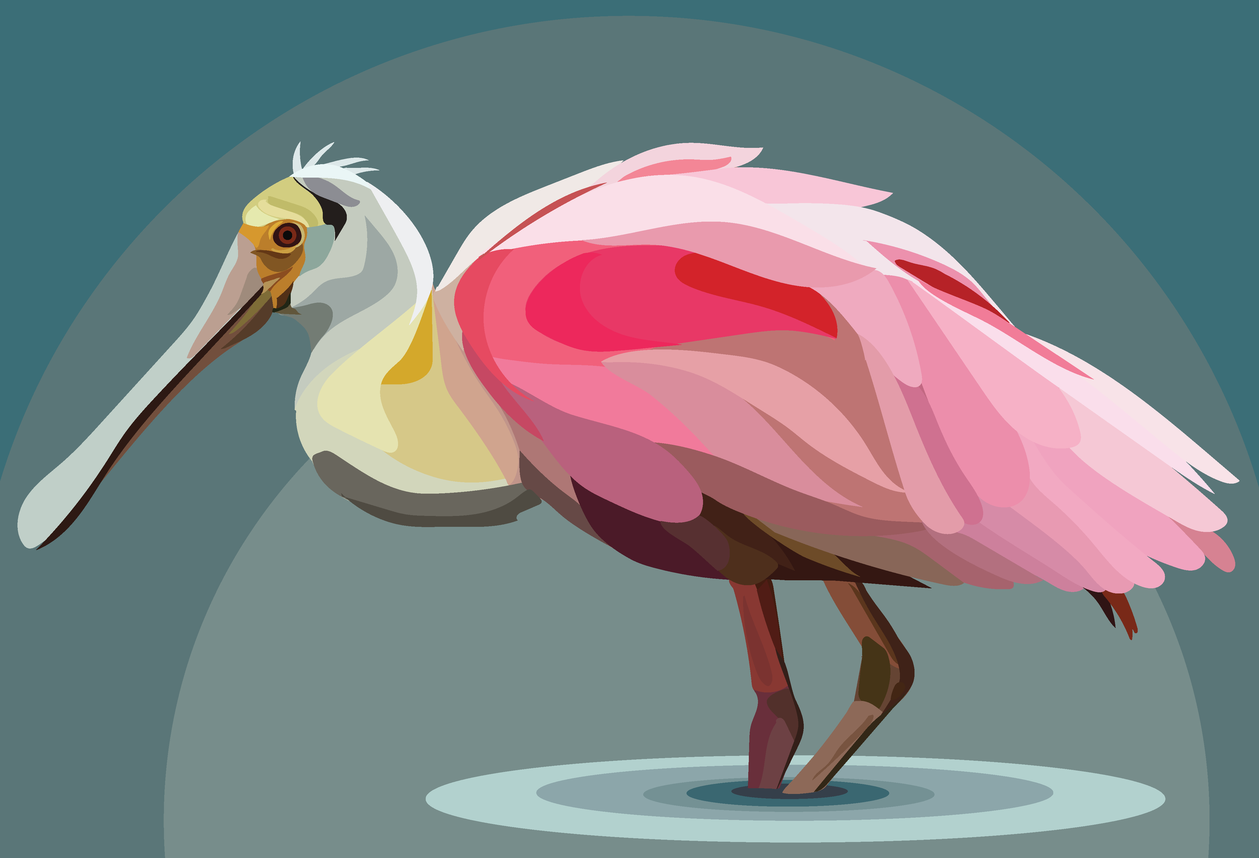 Roseated Spoonbill.png