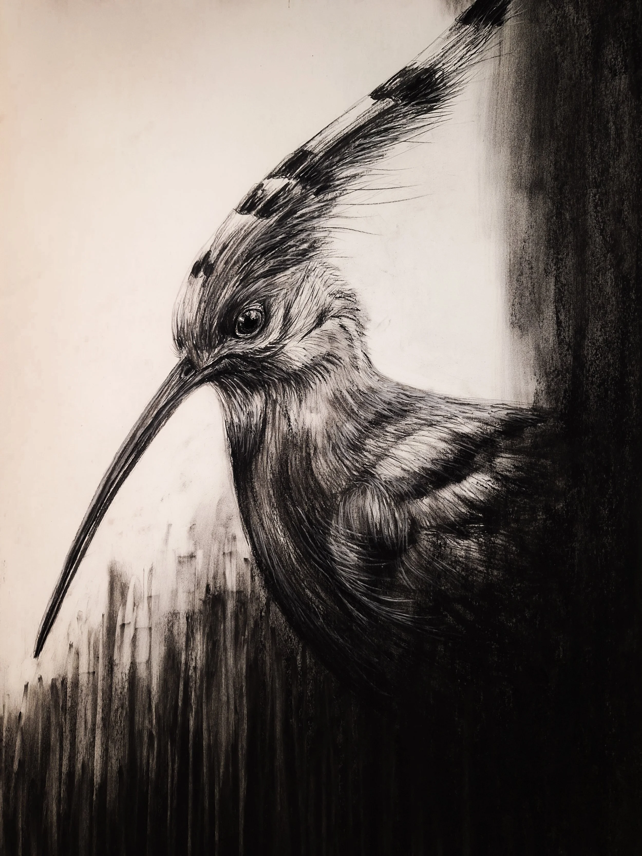 What Still Sings Eurasian Hoopoe.JPG