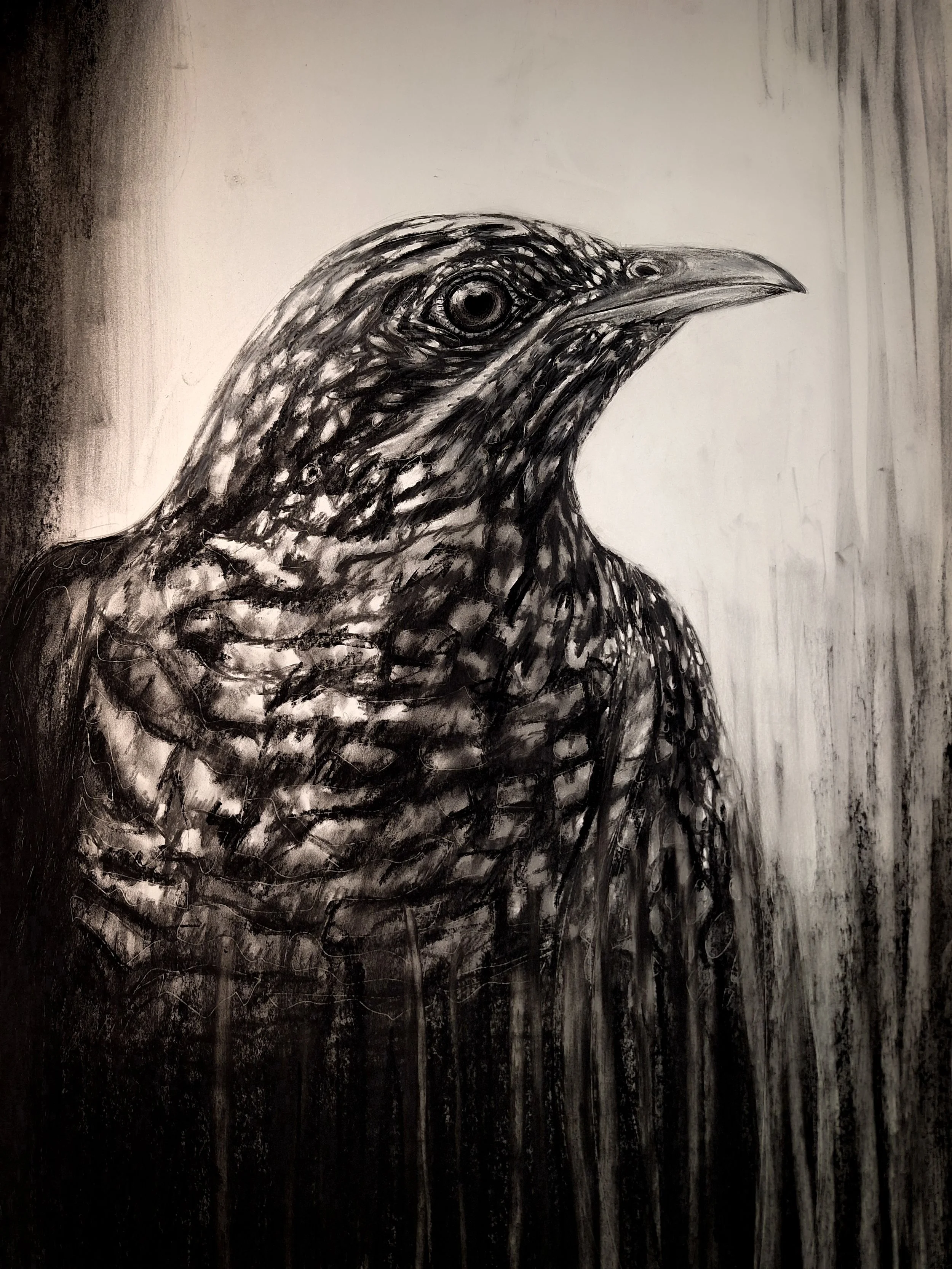 What Still Sings Asian Koel.JPG