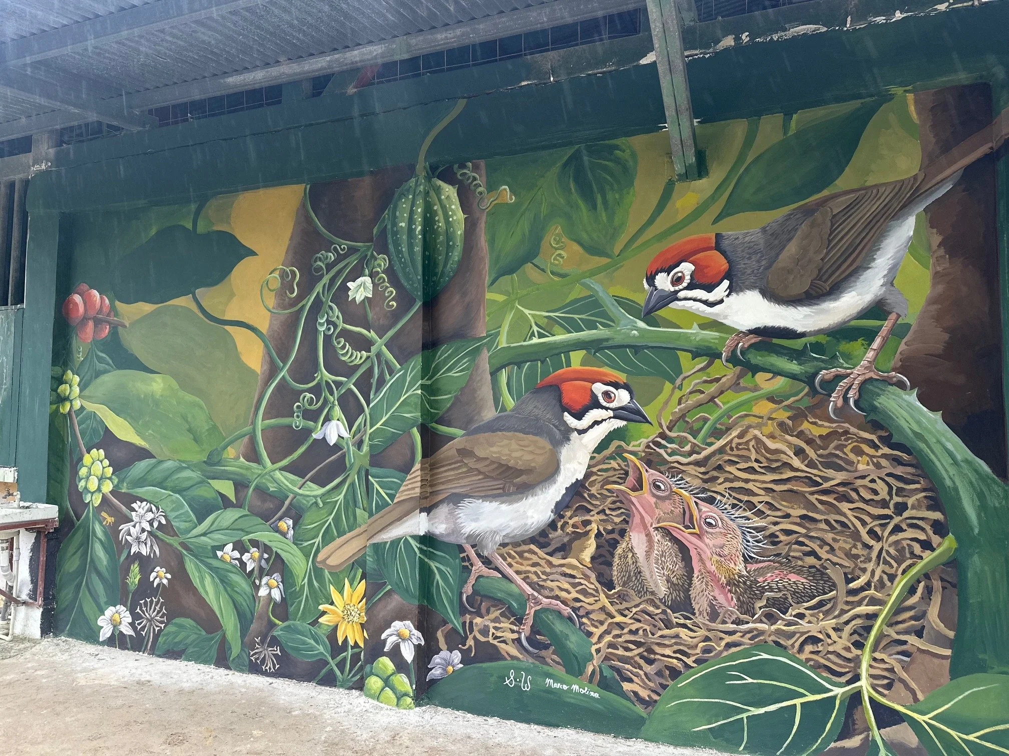 Collaborative Mural Sara Wolman Marco Molina Esperanza Endemica Cabanis's Ground Sparrow What Still Sings