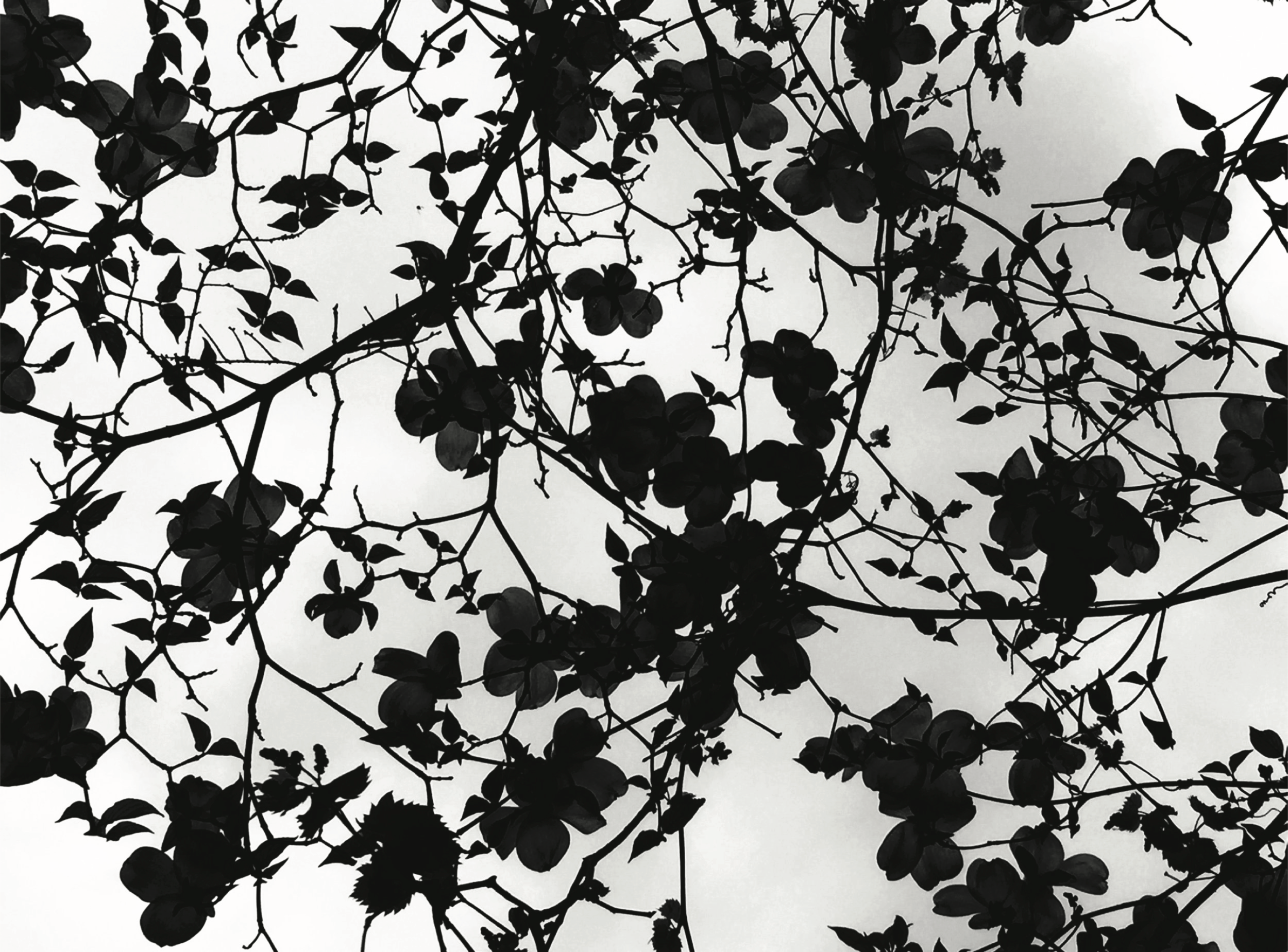 Lotito | La fleur de cerisier.png