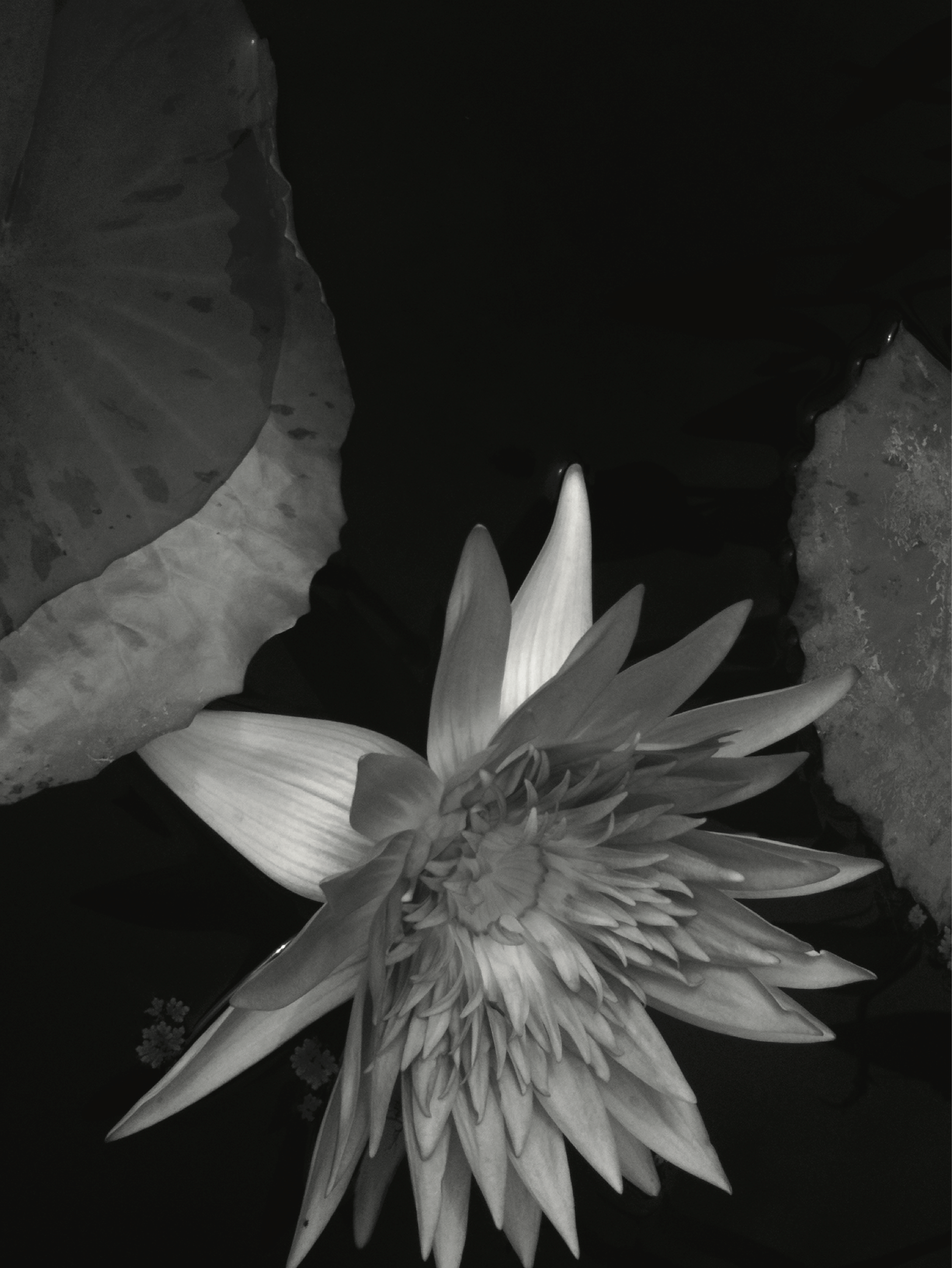 Lotito | Nénuphar.png