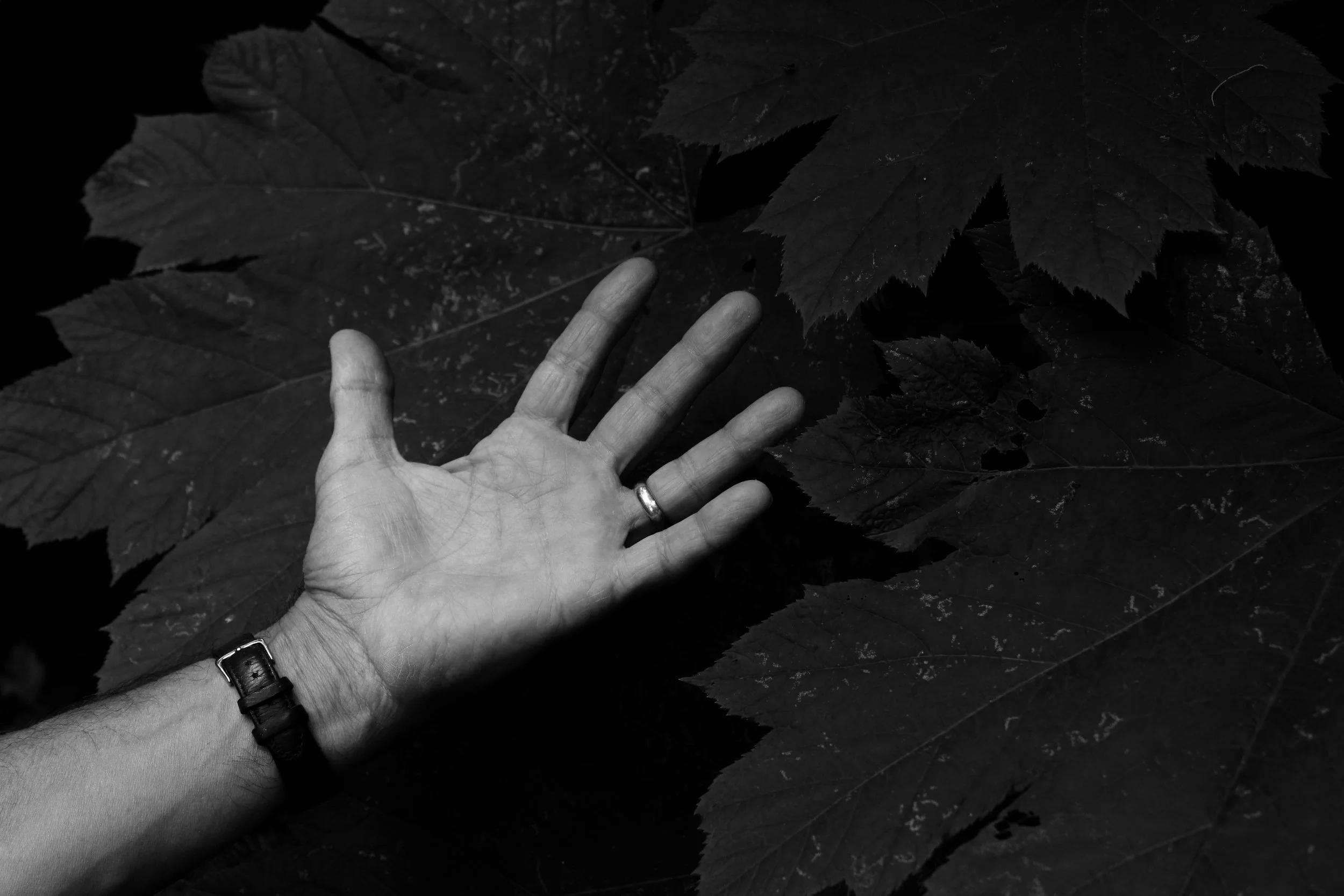LEAVES DWARF DAD'S HAND