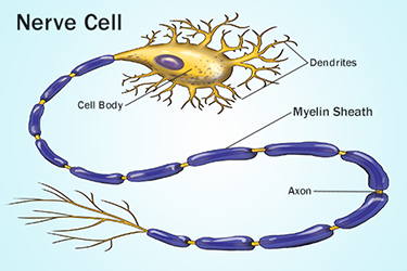 Deliberate practice of a task bulks up the myelin in the related neural pathways