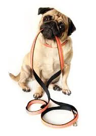 dog leash.jpeg