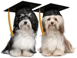 dog grad.jpeg