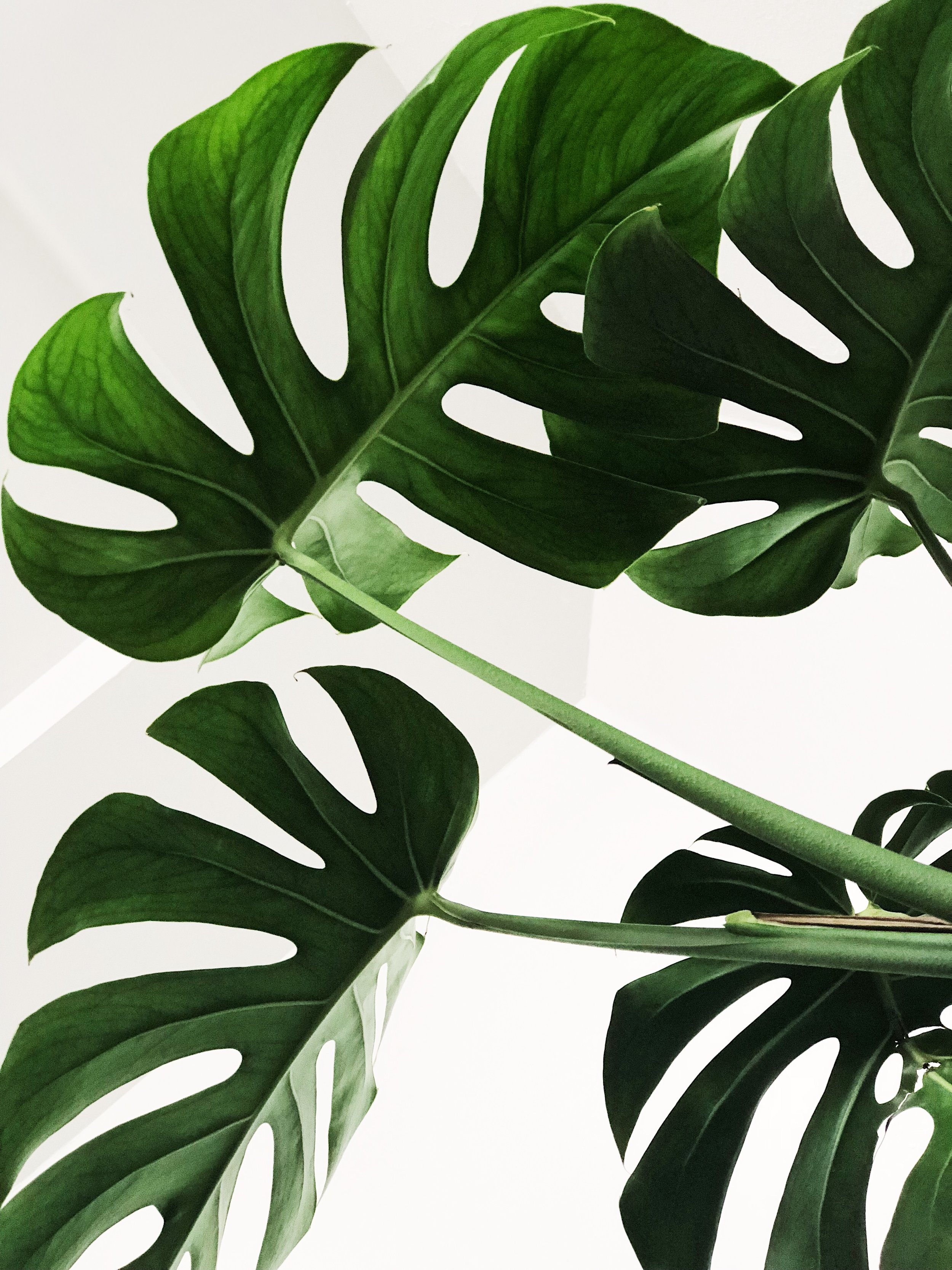 Free Virtual Calming Breath + Movement Online Workshop