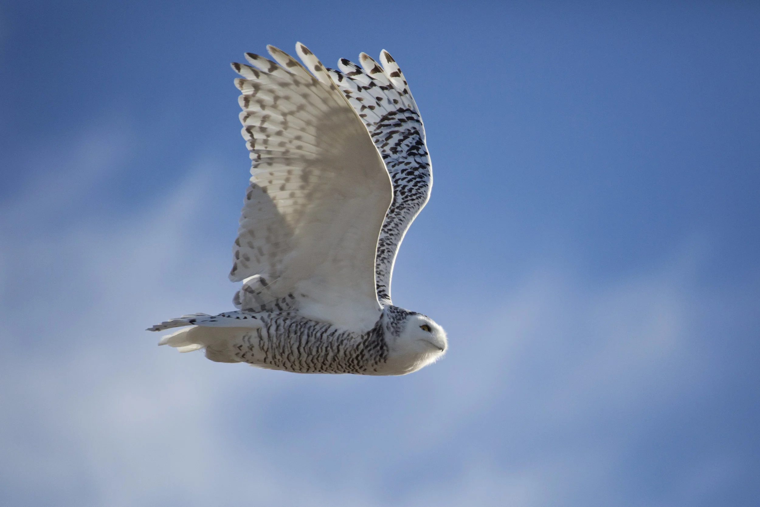 Snowy Owl