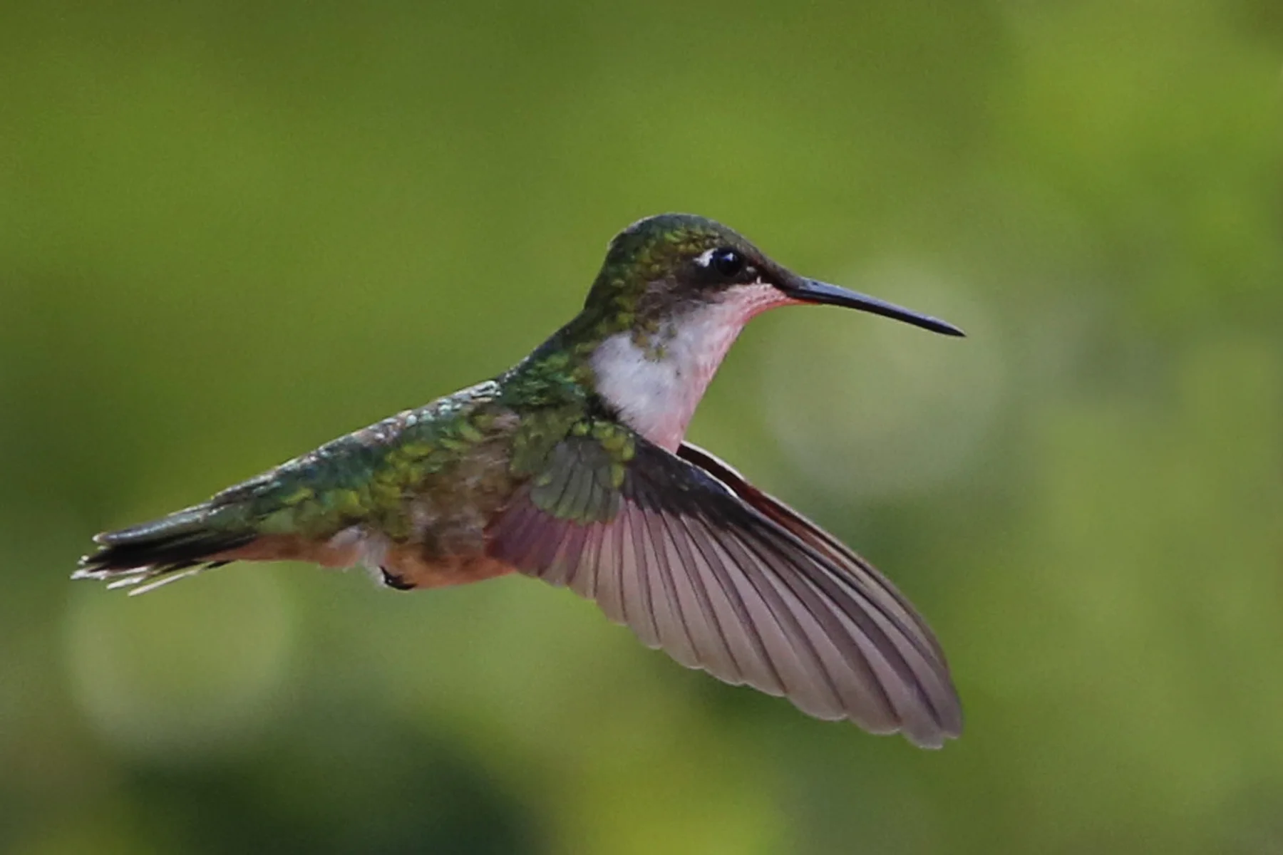 Ruby Throated Hummingbird